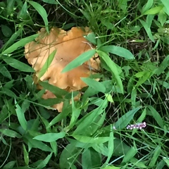 Cantharellus lateritius