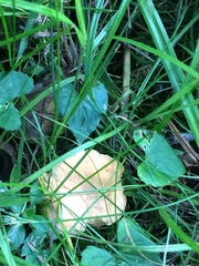 Cantharellus lateritius