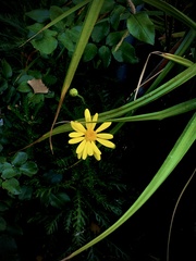 Euryops pectinatus