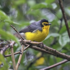 Myioborus melanocephalus