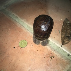 Hedleyella falconeri