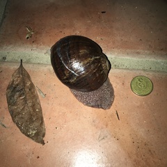 Hedleyella falconeri