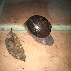 Hedleyella falconeri
