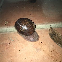 Hedleyella falconeri