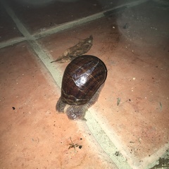 Hedleyella falconeri