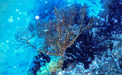 Melithaea ochracea