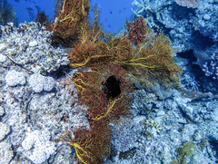 Melithaea ochracea