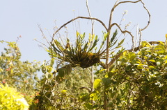 Epidendrum blepharistes