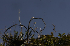 Epidendrum blepharistes