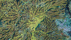Melithaea ochracea