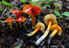 Hygrocybe cuspidata