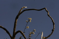 Epidendrum blepharistes
