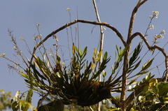 Epidendrum blepharistes