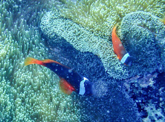 Amphiprion barberi