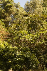 Epidendrum blepharistes