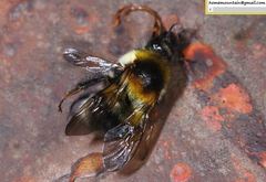 Bombus consobrinus