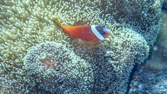 Amphiprion barberi