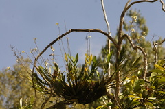 Epidendrum blepharistes