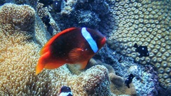 Amphiprion barberi