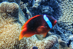 Amphiprion barberi