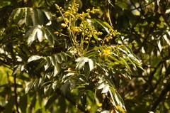 Senna viarum