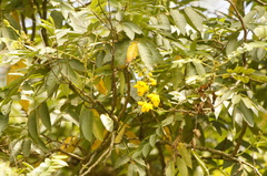 Senna viarum