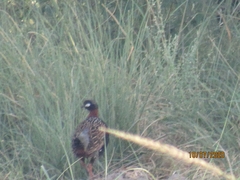 Francolinus francolinus