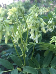 Astragalus americanus