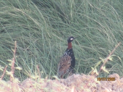 Francolinus francolinus