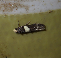 Recurvaria leucatella