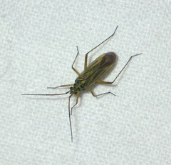 Oncotylus viridiflavus