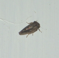 Agalliini