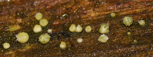 Hypocrea gelatinosa image