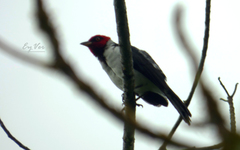 Paroaria gularis