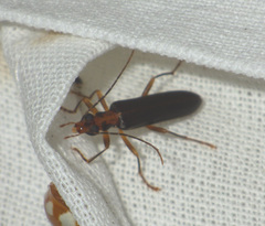 Nacerdes carniolica