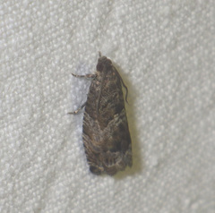 Strophedra nitidana