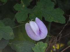 Centrosema pubescens
