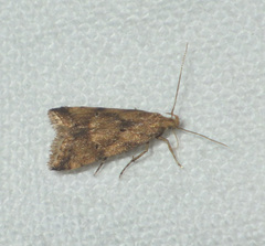 Brachmia blandella