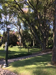 Jacaranda mimosifolia
