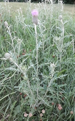 Cirsium flodmanii