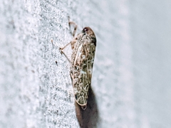 Allygidius atomarius