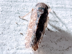 Allygidius atomarius