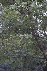 Prunus serotina capuli