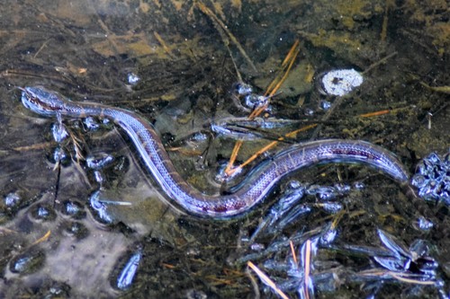 Northern Watersnake photographed in Delaware
