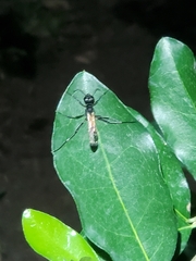 Ammophila pictipennis image