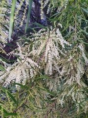 Juliflorae