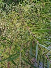 Juliflorae