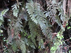 Hymenophyllum frankliniae