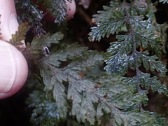 Hymenophyllum frankliniae