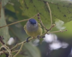 Conirostrum albifrons